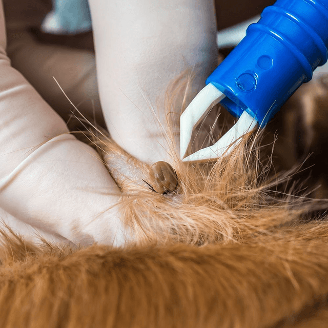 Flea and Tick